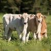 PET and Farming Animals