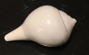 6 Inch Conch Shell Shankh