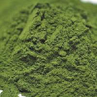 Wheatgrass Powder