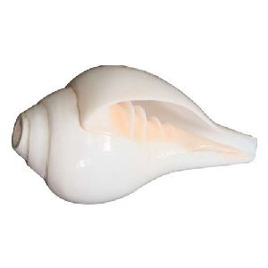 Blowing Shankh