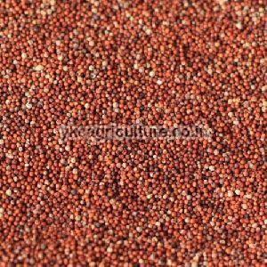 Finger Millet, for Cooking, Snacks Use, Grade : Food Grade