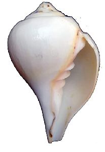 natural shankh
