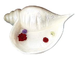 Resin Shankh