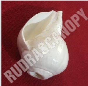 vamavarti blowing shankh